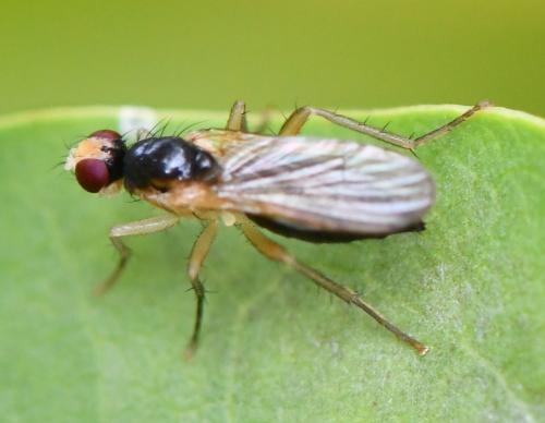 Cordilura albipes